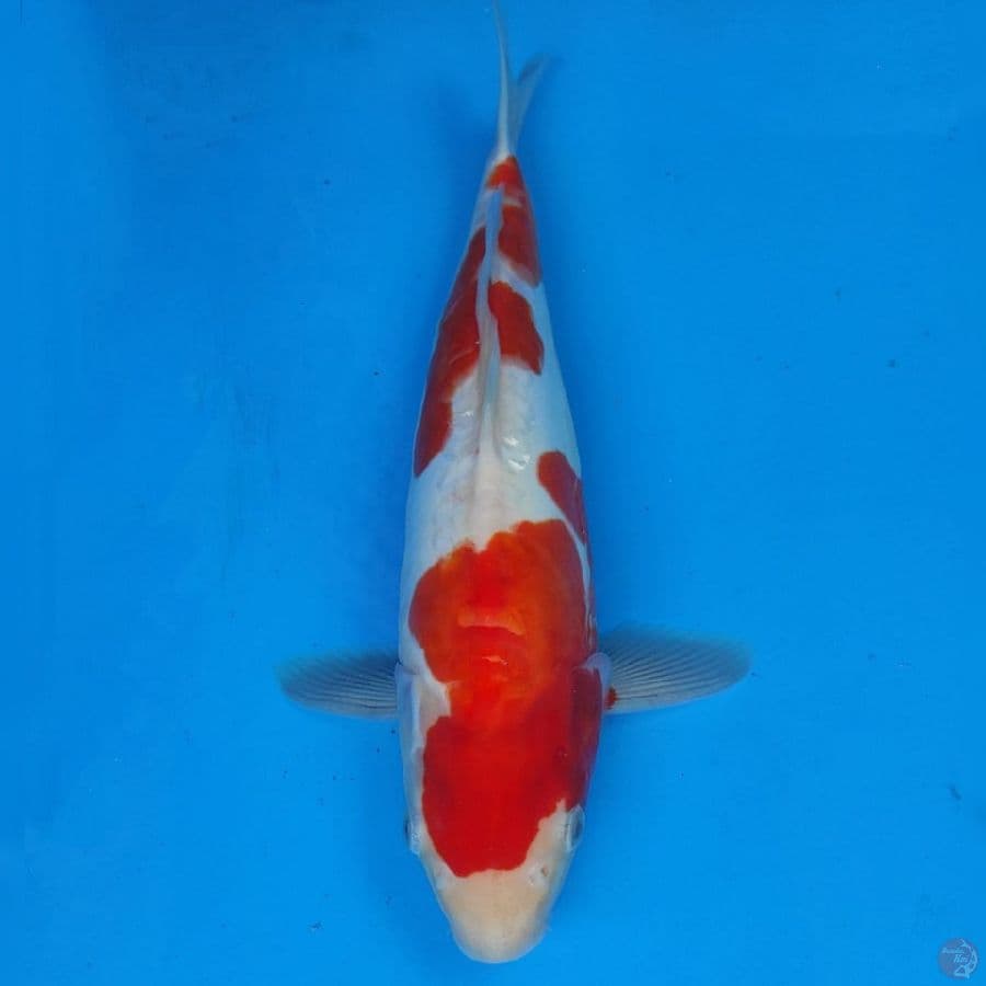 Genjiro Kohaku Doitsu