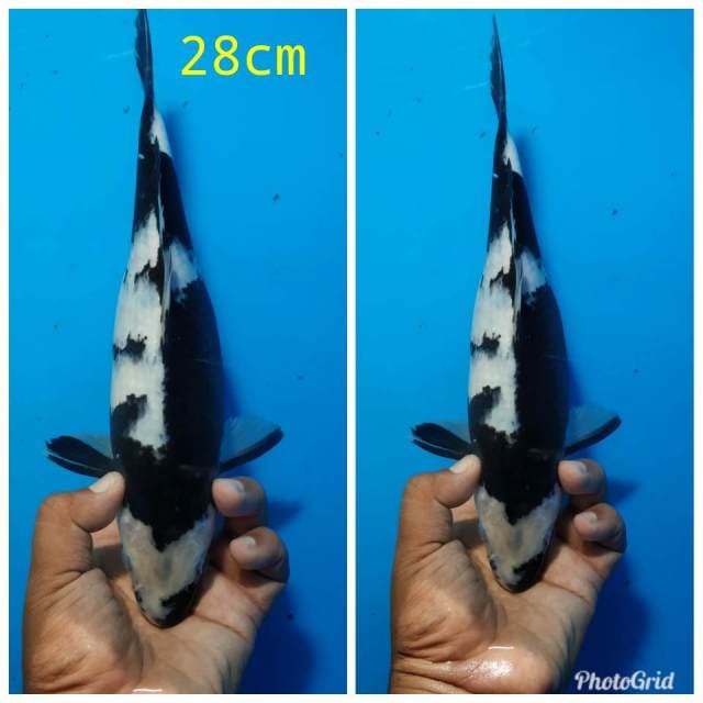 Shiro black jetzzz