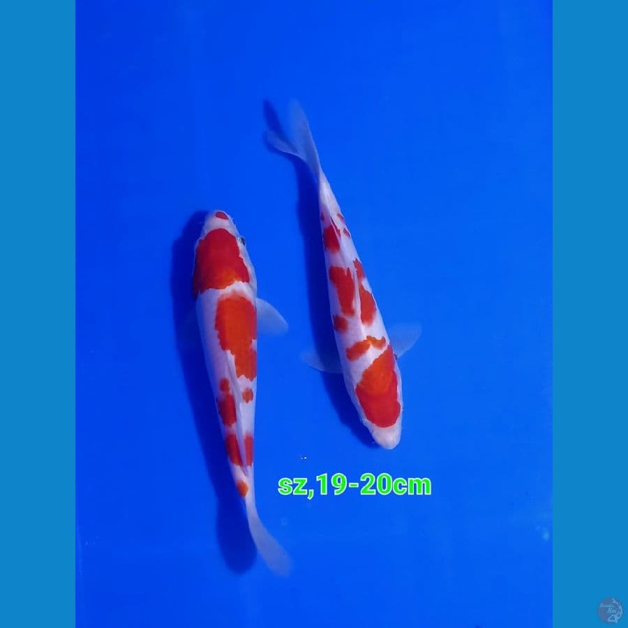 paket 2ekor Kohaku murni