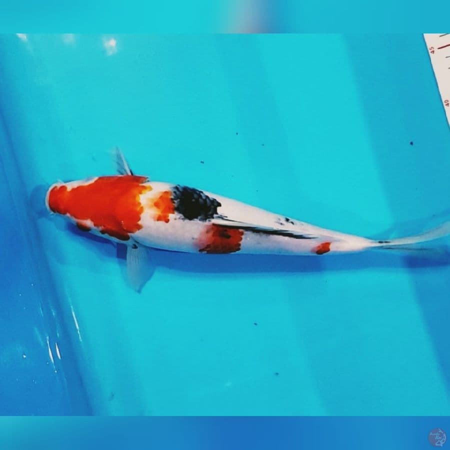 Showa Sakai 35cm male
