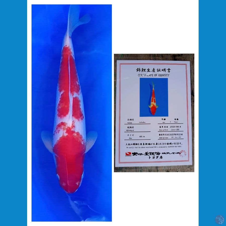 Dainichi Kohaku 50bu