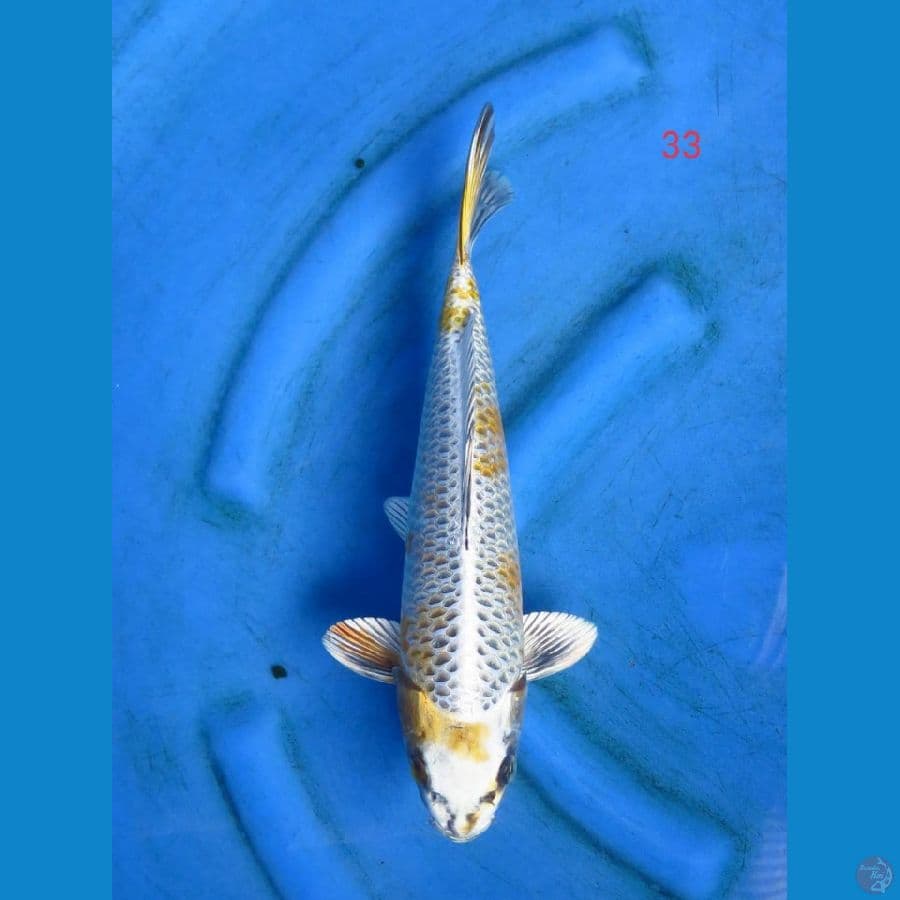 Kogane ochiba 33cm male