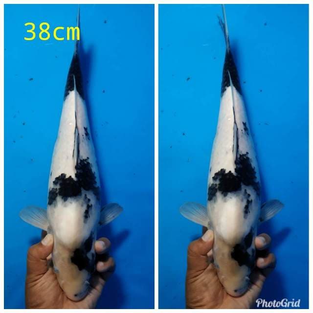 Shiro putih