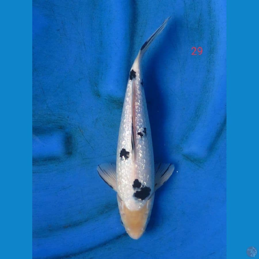 Beko ginrin 29cm male
