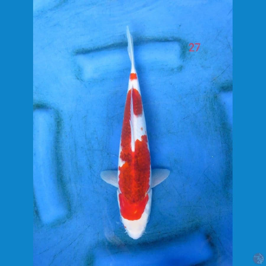 Aigoromo 27cm male