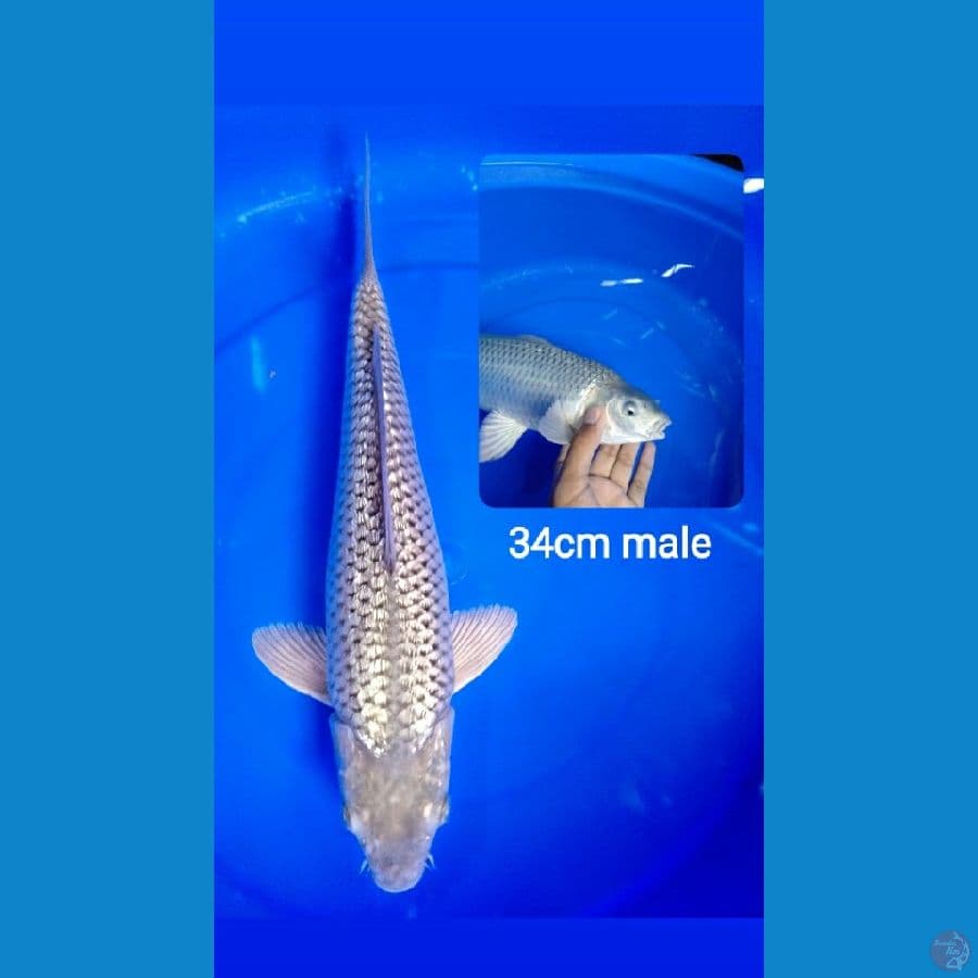 sora gindrin 34cm jantan