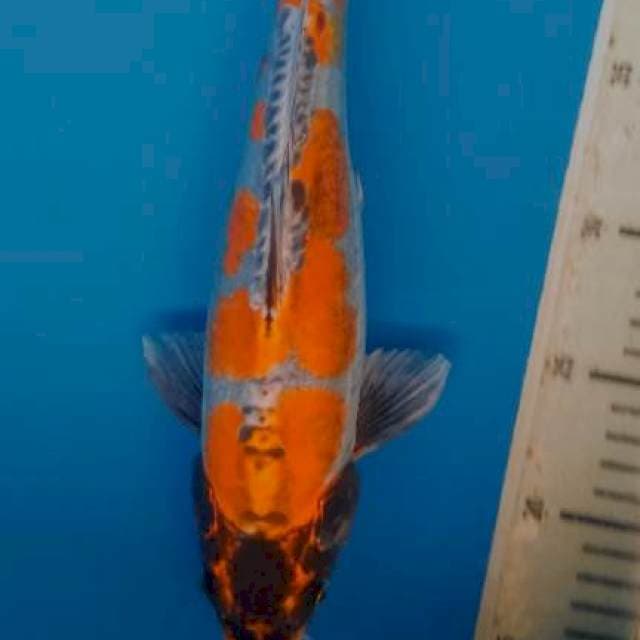 Kiko 32cm
