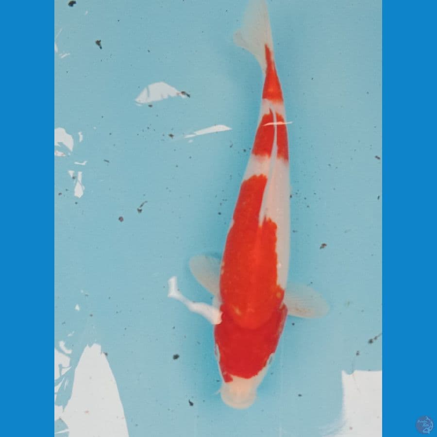 Kohaku 3step