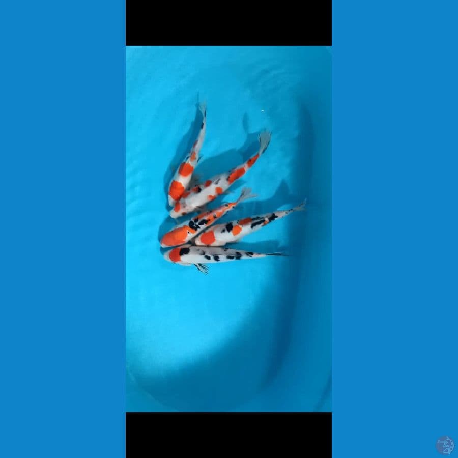 Mix 5ekr 21-25cm