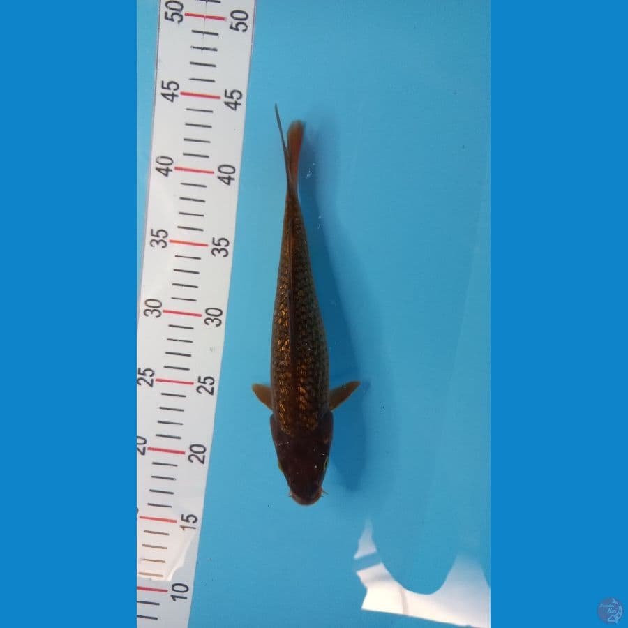 midori 25 cm