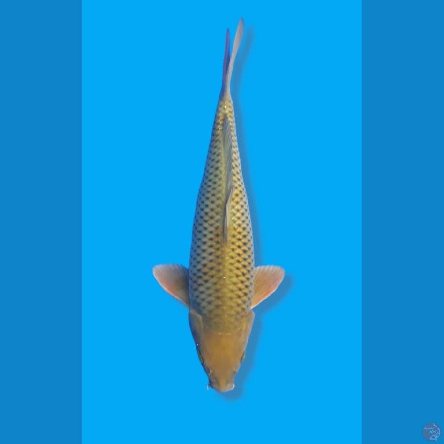 MIDORI JUMBO / MALE / 43CM