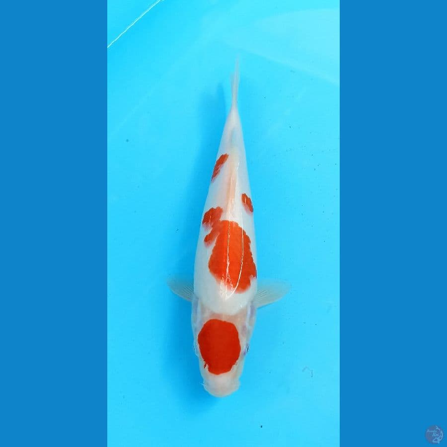 kohaku maruten 30cm