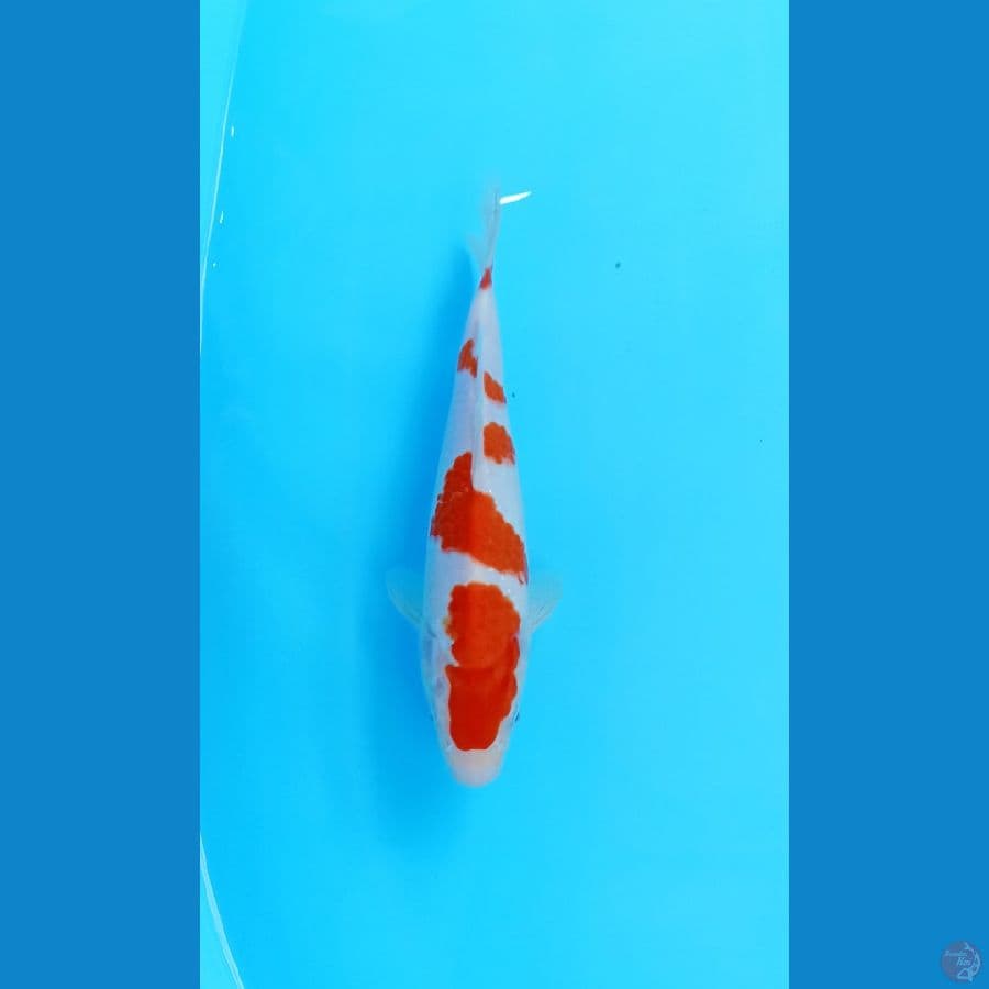 kohaku 23cm