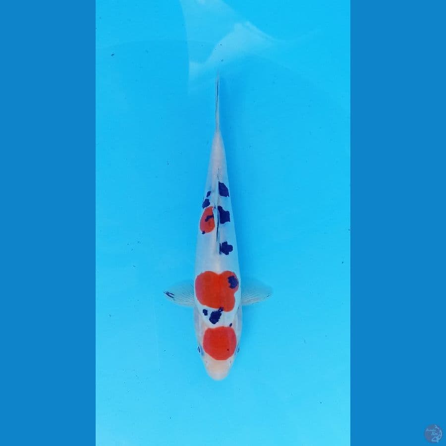 sanke doitsu 19cm