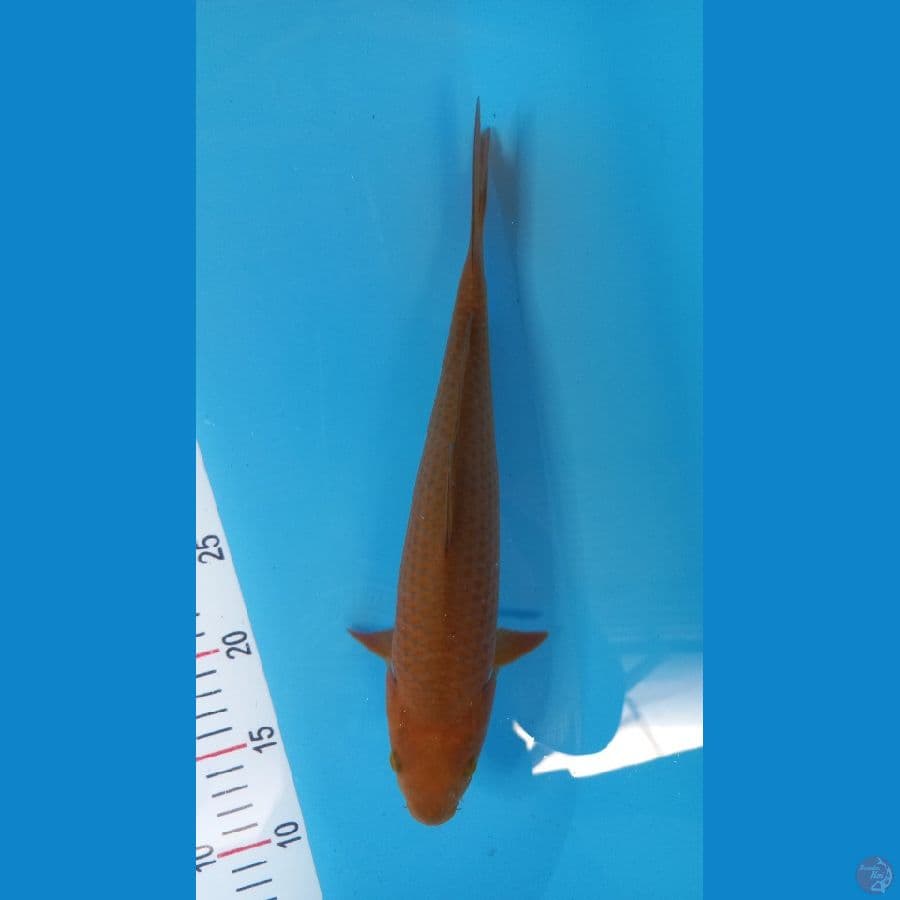 cagoi 27 cm