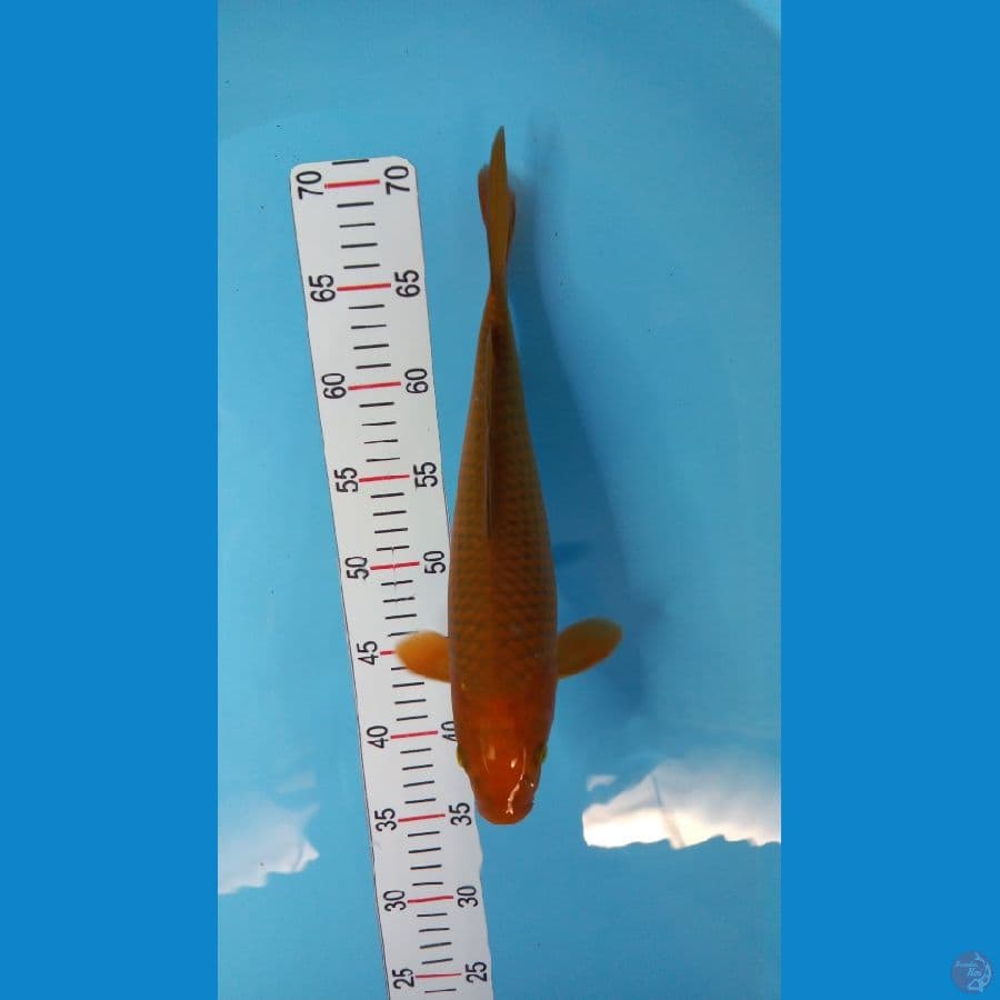 cagoi 31 cm