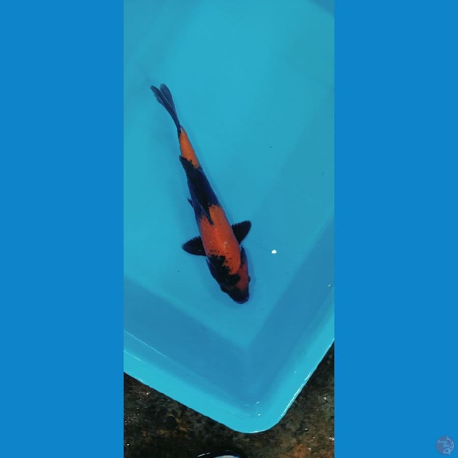 Hi Utsuri
