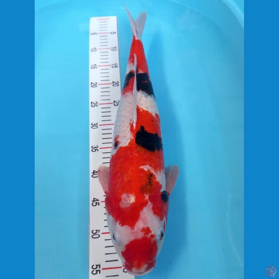 pejantan showa 53 cm
