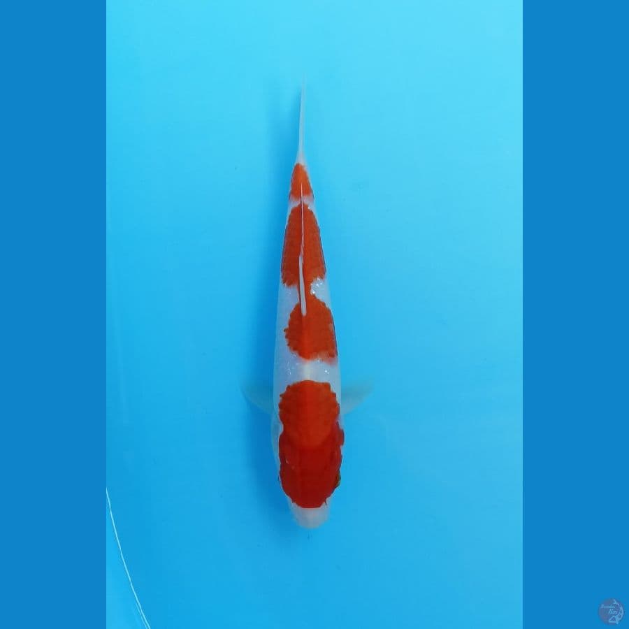 kohaku 21cm