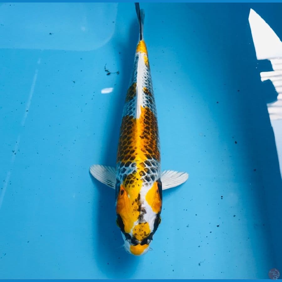 kogane, 27 cm