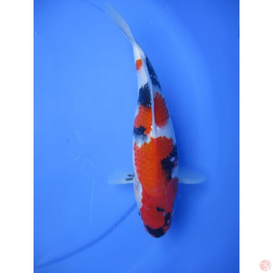 showa sansoku