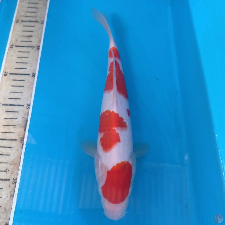 kohaku, 29 cm
