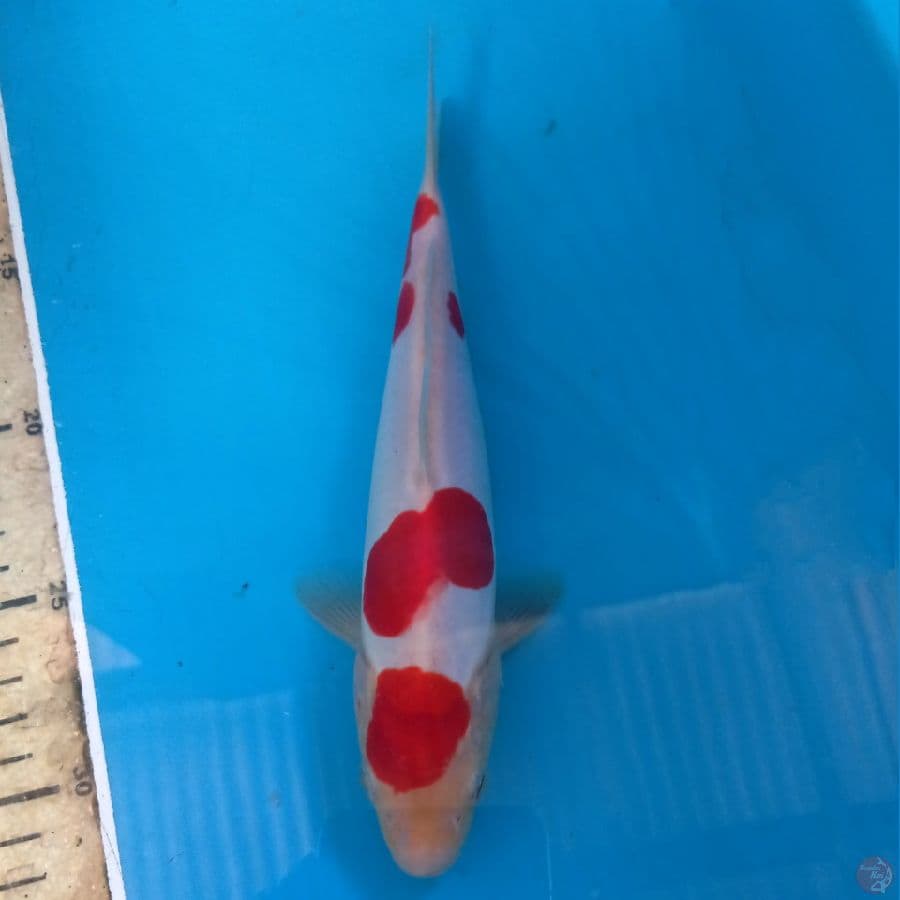 kohaku doitsu, 21 cm