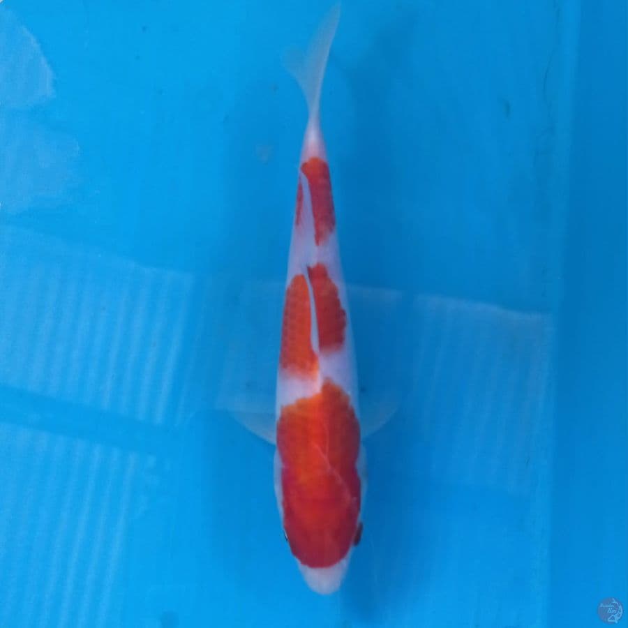 kohaku, 19 cm