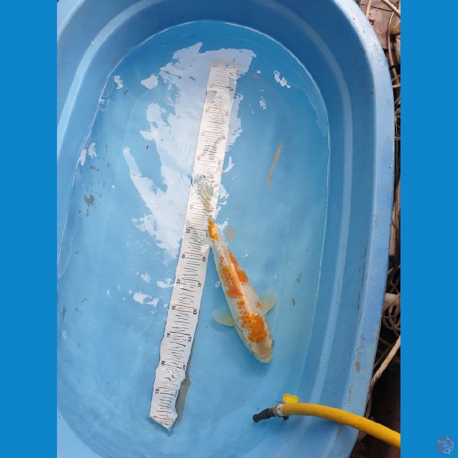 Hariwake 37cm