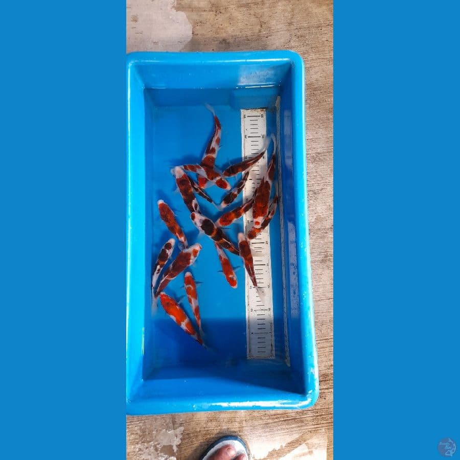 goromo 15-20 cm 17 ekor