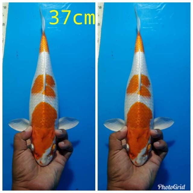 Hariwake