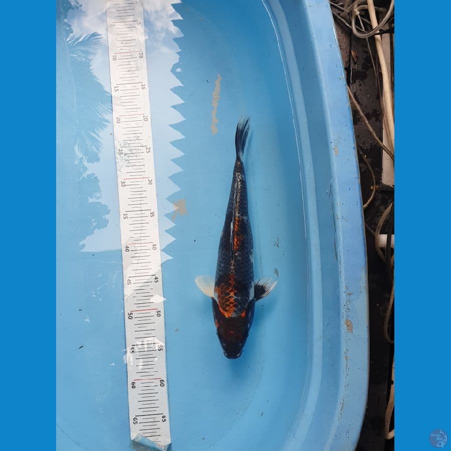 Kin Showa 36cm