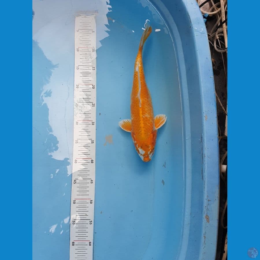 Hariwake 35cm