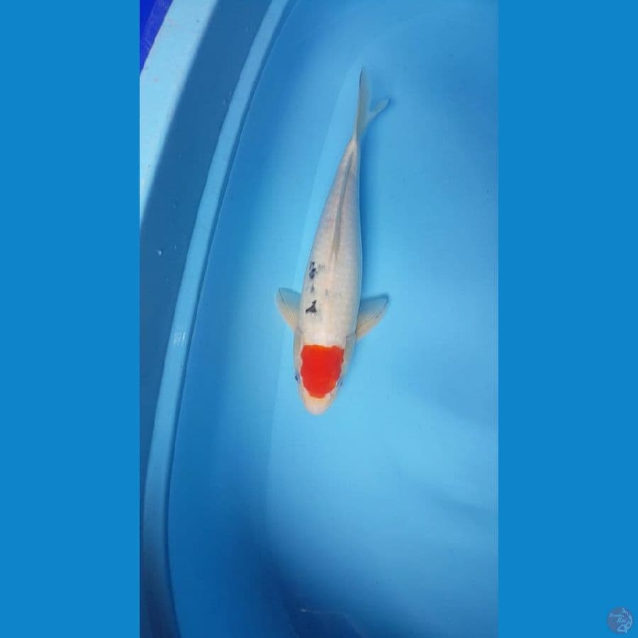 36cm Tanco Sanke