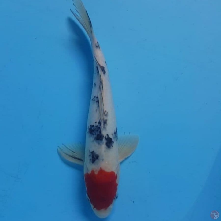 31cm. TANCO SANKE