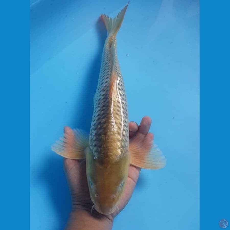 41cm. GINRIN JANTAN