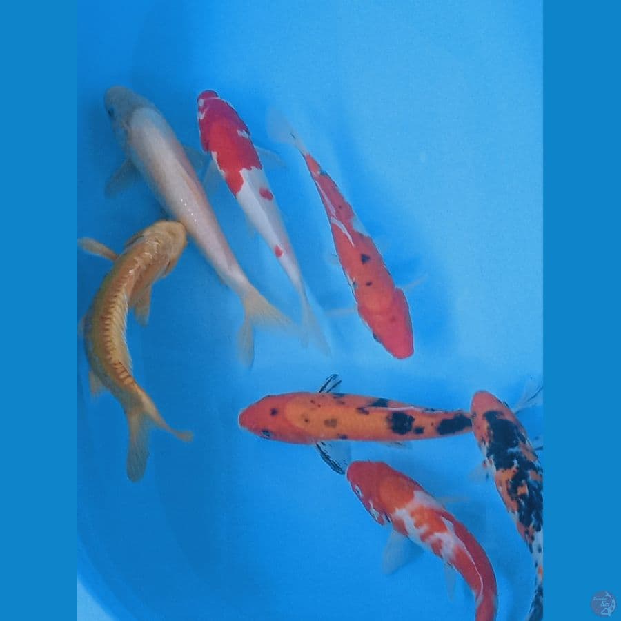 mix koi