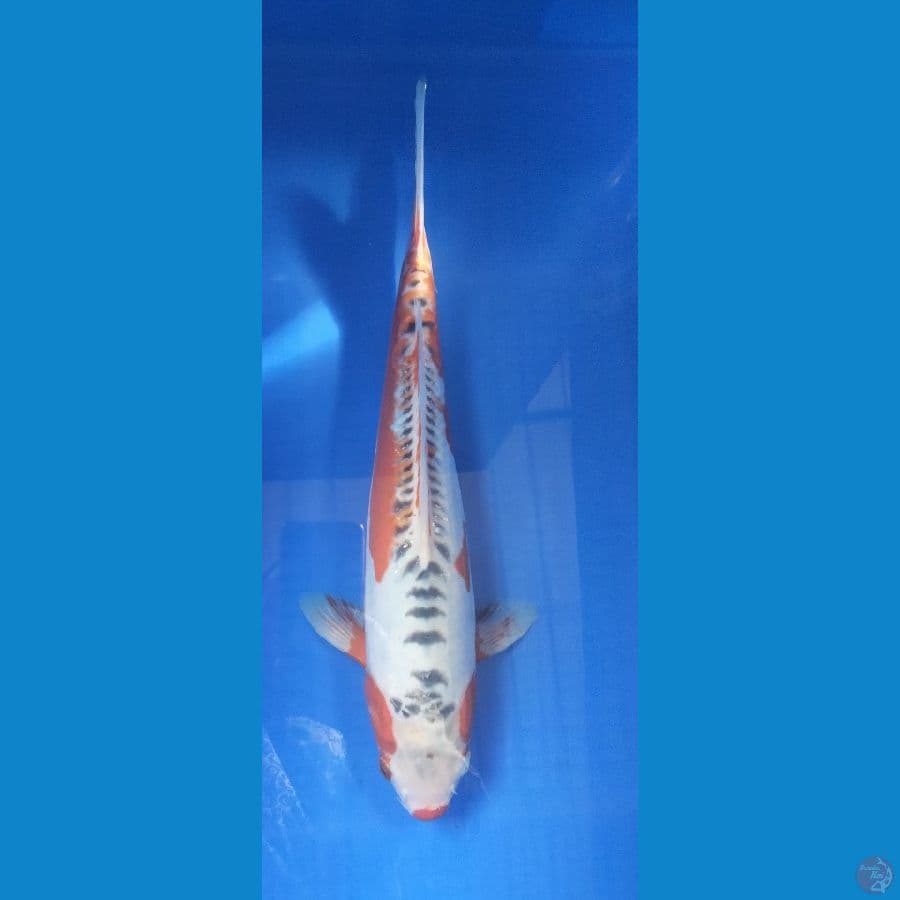 SHUSUI MALE