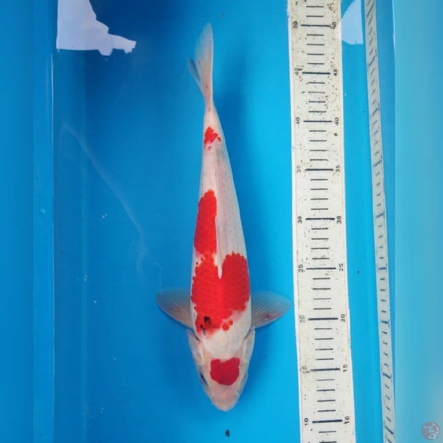 MARUTEN KINDAI SHOWA 35cm MALE