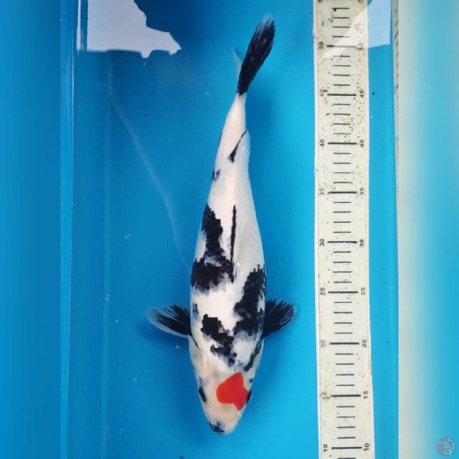 TC SHOWA 38CM FEMALE