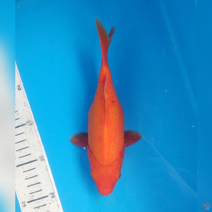 SHORT BODY BENIGOI 20CM