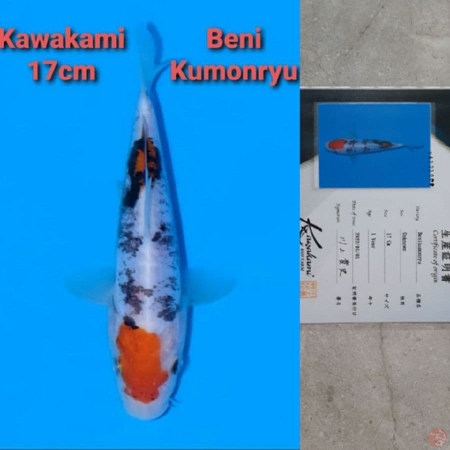 KAWAKAMI BENI KUMONRYU