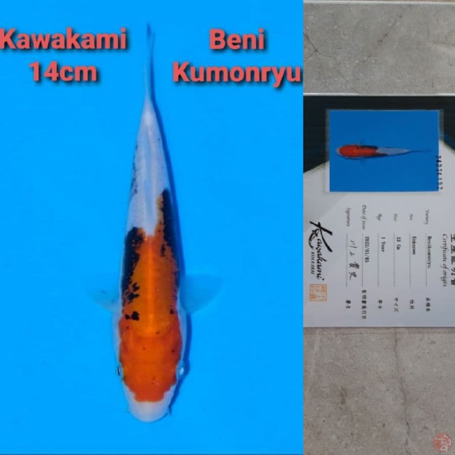 KAWAKAMI BENI KUMONRYU