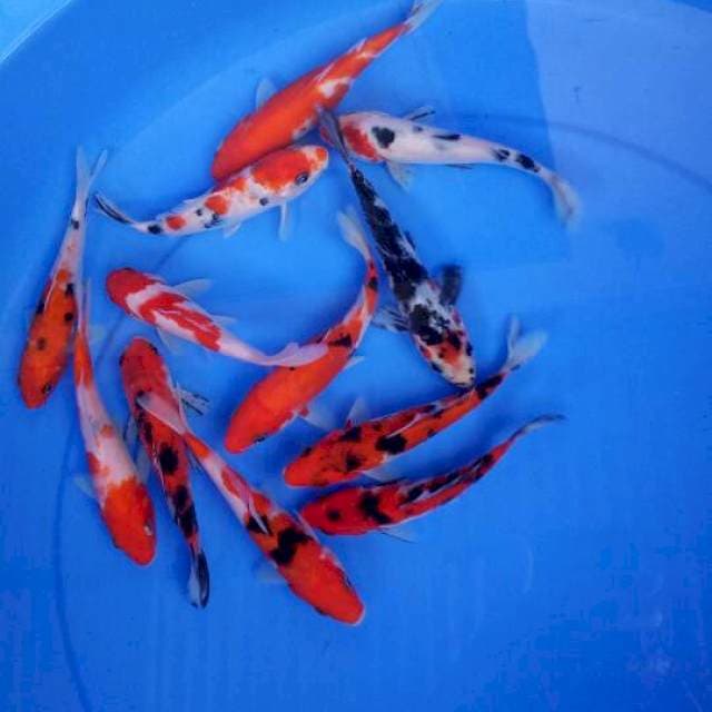 Mix koi 12 ekor 14-15 cm