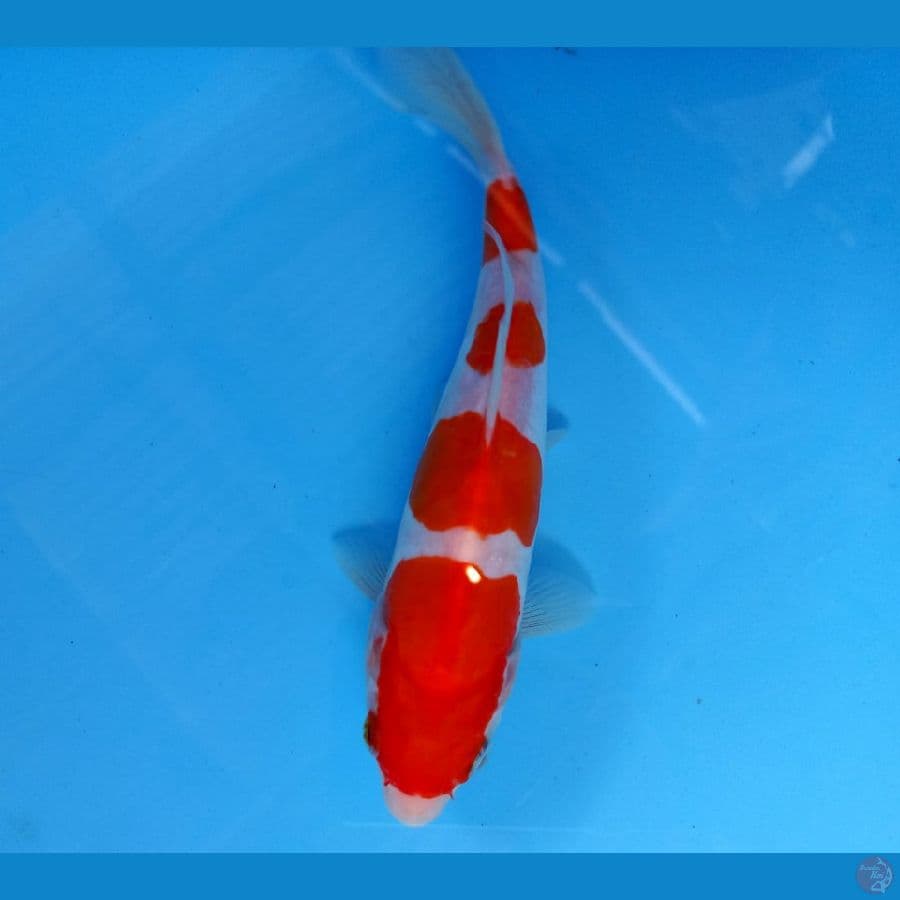 kohaku doit 18cm