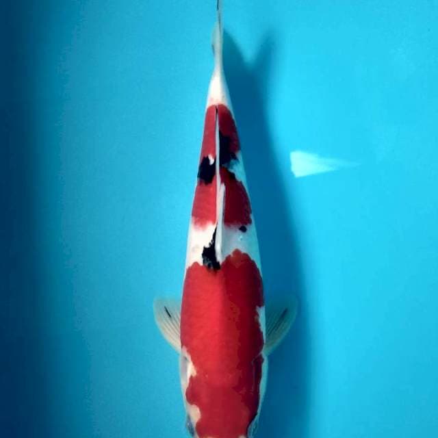 Sangke 30cm