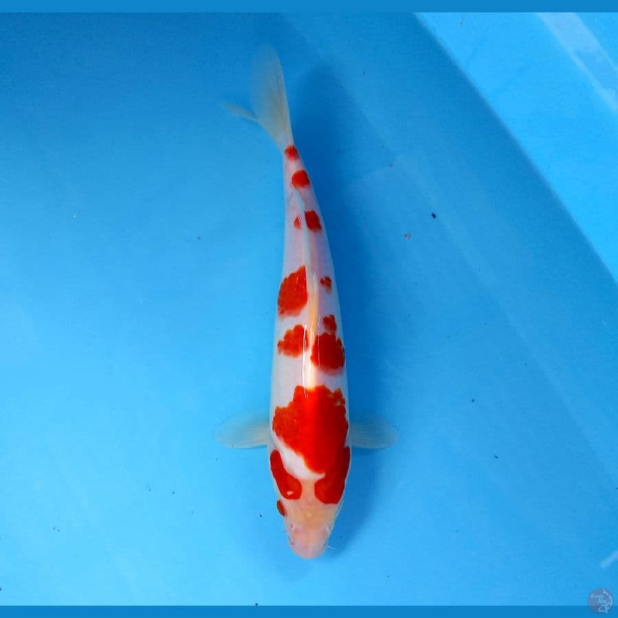 kohaku 28 cm