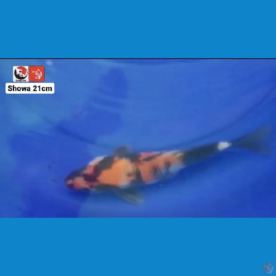 SHOWA 21CM --- CANAYA KOI FARM