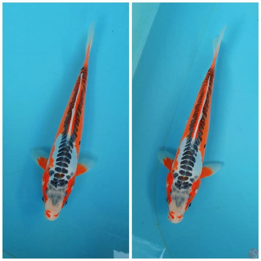 HANA SHUSUI 28CM