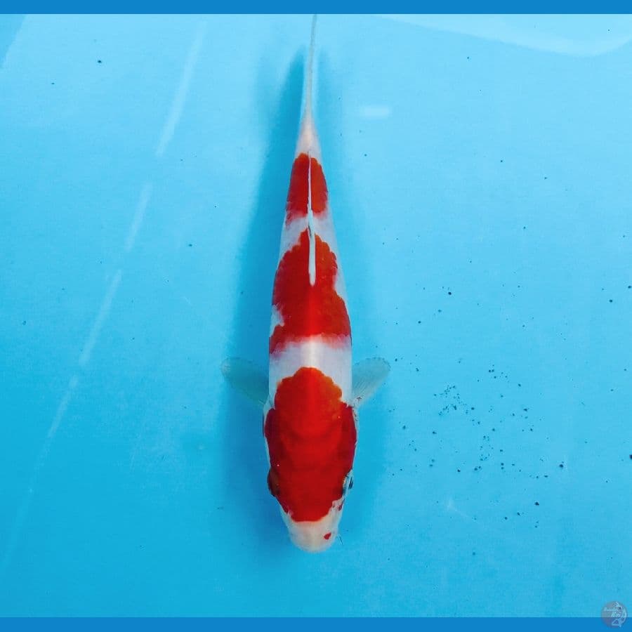 kohaku, 17 cm